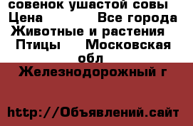 совенок ушастой совы › Цена ­ 5 000 - Все города Животные и растения » Птицы   . Московская обл.,Железнодорожный г.